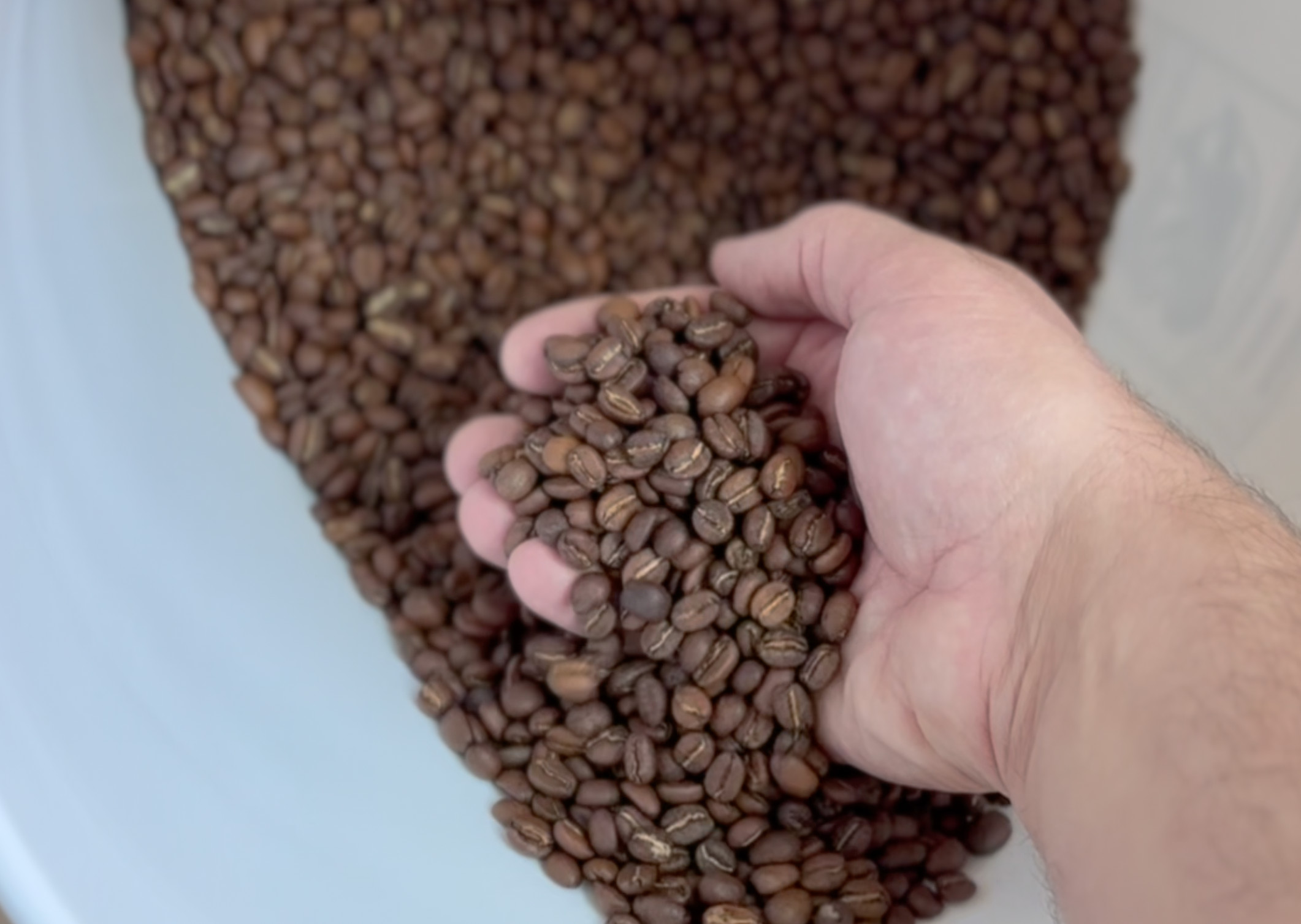 Hand holding coffee beans over a container of coffee beans